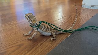 How to make an adjustable harness/lead for your bearded dragon on a budget!