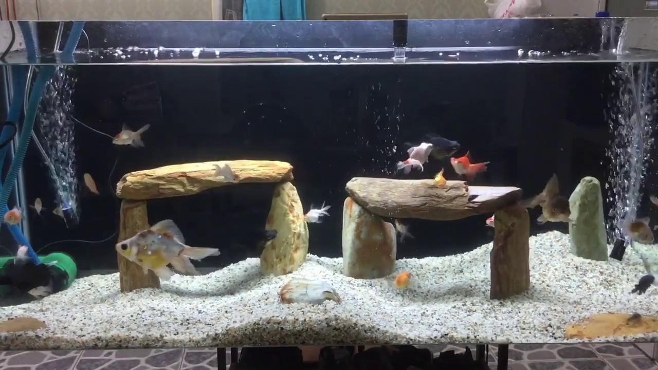 best goldfish aquarium setup best goldfish aquarium setup