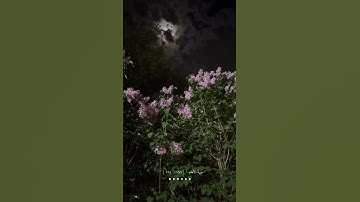 ماهر المعيقلي سورة الأنعام 🫀 #جمعه_مباركه #قران_كريم #ماهرالمعيقلي #اكسبلور #القدس #الحمد_لله