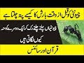 چیونٹیوں کو قبل از وقت بارش کا کیسے پتہ چلتا ہے - Life of Ants - Why Ants Meet Each Other