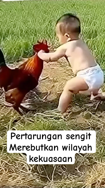 Ayam vs Bocil Adu ?…#shorts#Ai #shortvideo