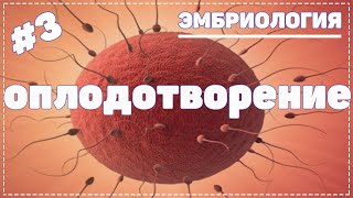 Оплодотворение , Зачатие / Эмбриология / Гистология