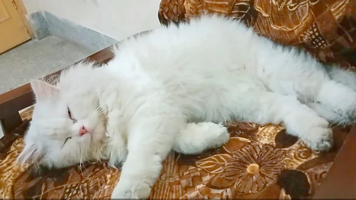 Video 570101: persian white cat love, cat purr, pets meow, pets gatos, best pets