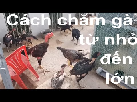 HƯỚNG DẪN CHĂM GÀ TỪ NHỎ CHO ĐẾN LÚC TRƯỞNG THÀNH | Foci