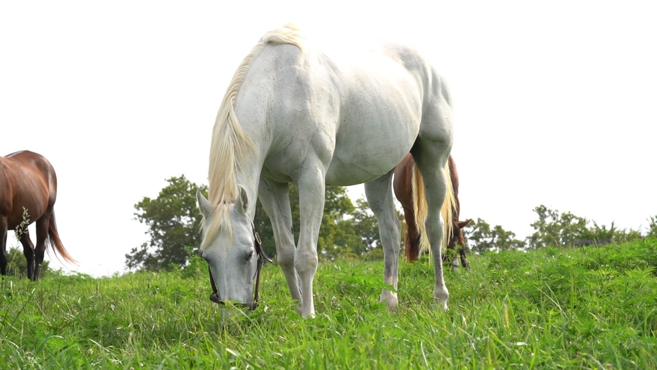 Rhapsody Queen: The Ruler of Our Mims Retirement Haven