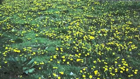 Mikalojus Konstantinas Čiurlionis - Prelude in D Minor VL 239, Slawomir Dobrzanski, piano