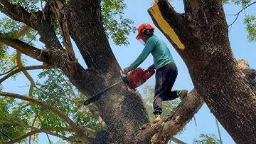 Skill & Guts! Cutdown two difficult trees‼️