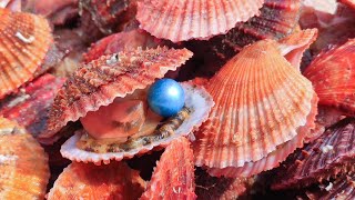 Unbelievable! I found huge blue pearls from scallops.