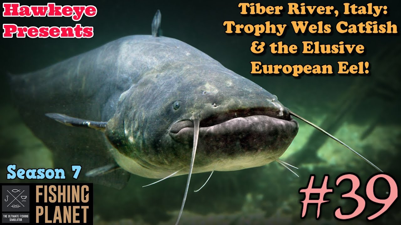 Fishing 39 S7 Tiber River, Italy Trophy Wels Catfish & the