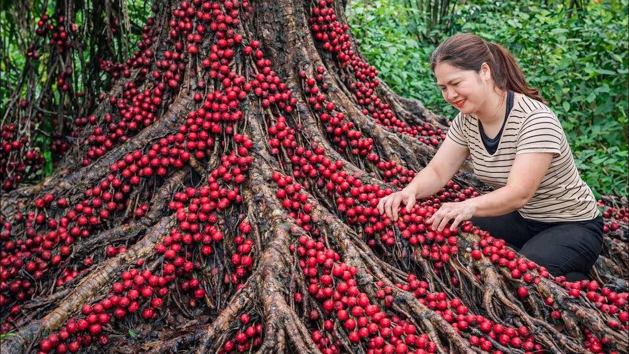 Harvesting Rare Rambai From a Giant Tree Root | Peeled, Dried and Sold at The Village Market