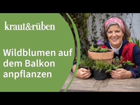 Video: Wie Man Eine Nelke Auf Dem Balkon Anbaut