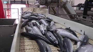 SpeedBatcher – Creates accurate batches at a high speed