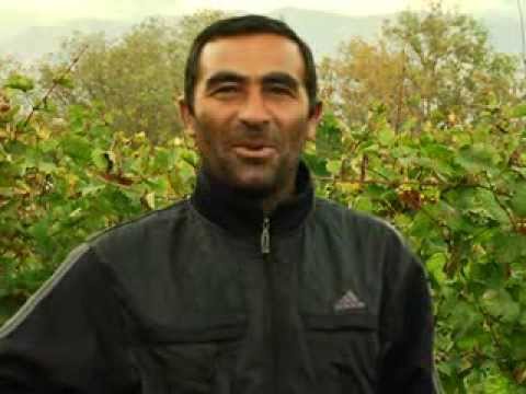 გლეხები ,,რთველი 2013\"-ის შესახებ - თელავი