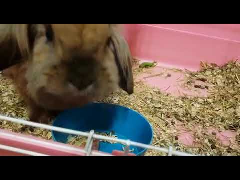 Как кролики спать ложаться? Смотрите!