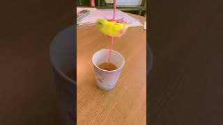 Parakeet Enjoys Spinning On Heart Shaped Straw❤️