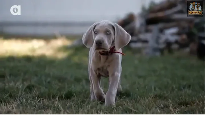 Weimaraner Facts: The Dog with the Human Brain – Best Breed Ever - Discovery Kids