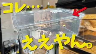 爬虫類飼育棚　6段　ダイソーシューズケース仕様　スネークラック中古 2025年最新】爬虫類シューズケースの人気アイテム - メルカリ