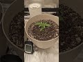 Grow tent set up 18 viewers only 