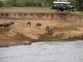 Crocodile take wildebeest in river