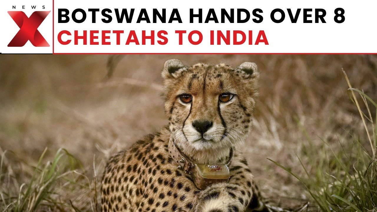Botswana Hands Over 8 Cheetahs to India in Presence of Presidents Murmu & Boko | NewsX