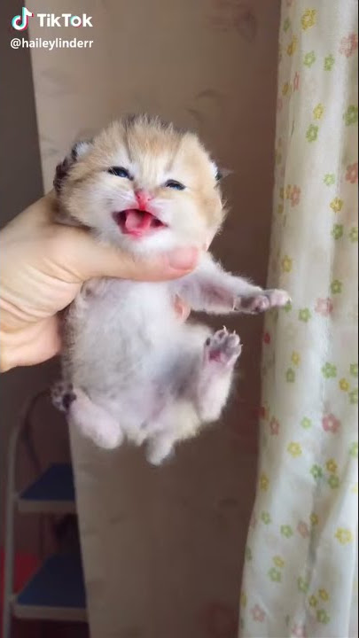 TNKTOK👩‍👩‍👧‍👦👨‍👩‍👧‍👦