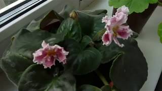 Фиалка Миндаль Фото И Описание Фиалка Миндаль Фото И Описание