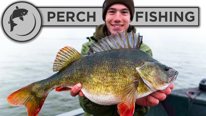 Fall Perch Fishing Tips and Locations - How to catch more Perch