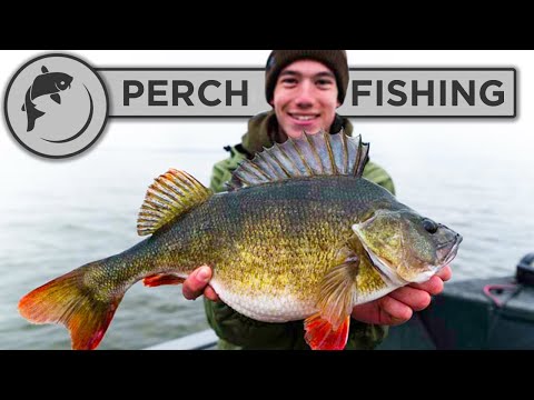 Video: How To Catch A Large Perch