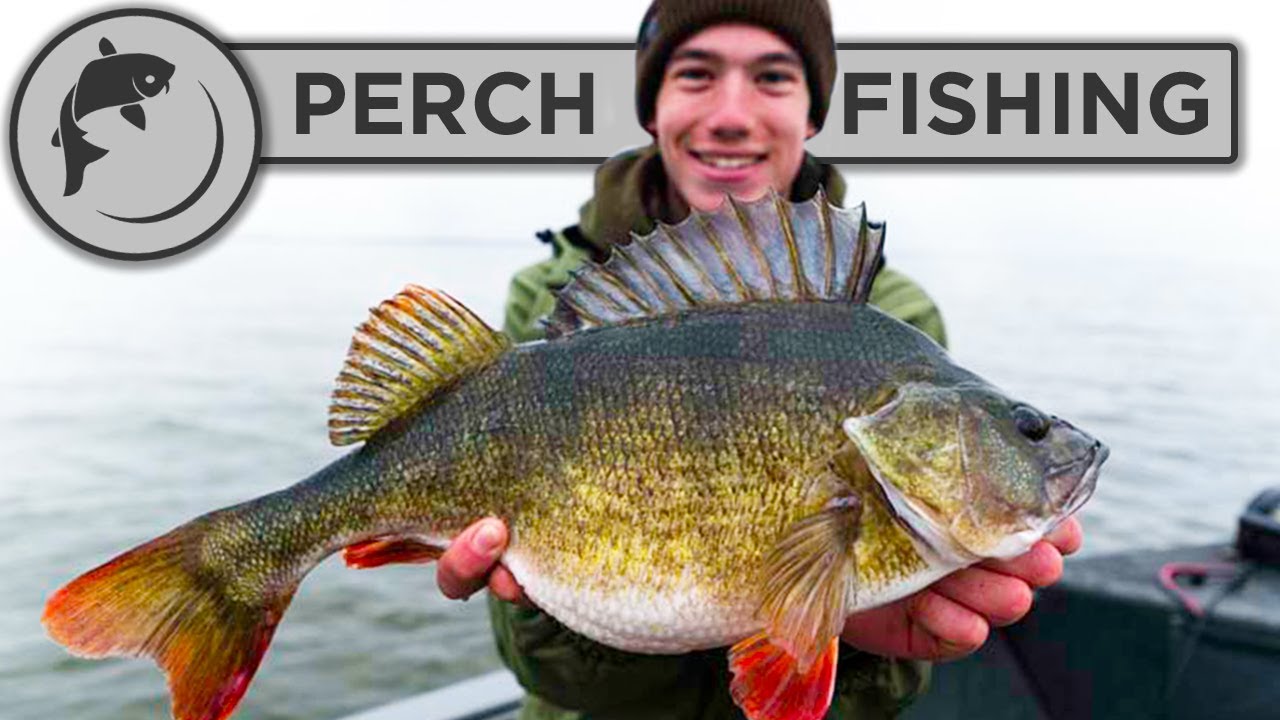 Catch more PERCH with these tips and tricks! 