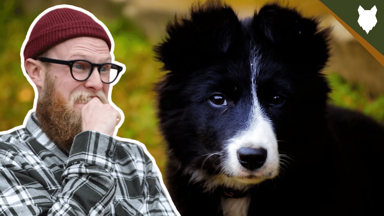 When Should My BORDER COLLIE Be HOUSE TRAINED YouTube
