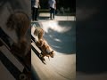 Cool squirrel scatting #song #dance #music #spedup #speedsong