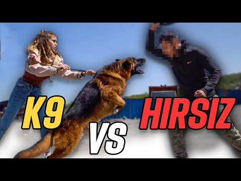 Video: Evet, Pit Bulls K-9 Köpekleri Ve Terapi Köpekleri Olabilir