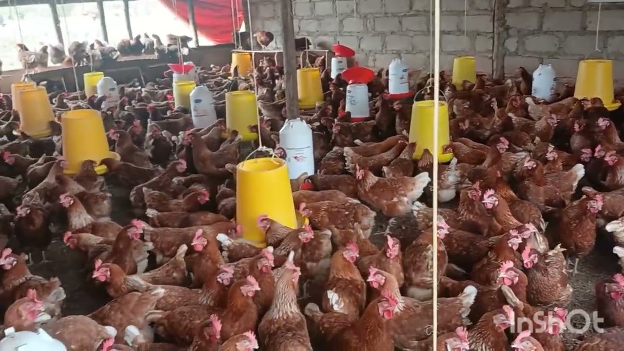 Work in progress at Madiba Poultry Farm 