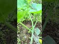 operating a green mini tiller machine to plow and loosen fertile soil in a garden area outdoor