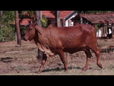 lote 11   FBOS 270 EM ALTA