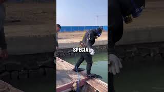 Cleaning Ships Underwater