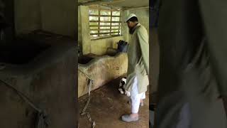 গাভীর গর্ভধারণের নির্দিষ্ট সময় I গাভীর_প্রসব I ডেইরি_খামার I SHAHIN ADL