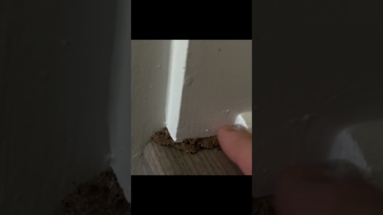 THE TERMITES THOUGHT THEY COULD HIDE! # termites 