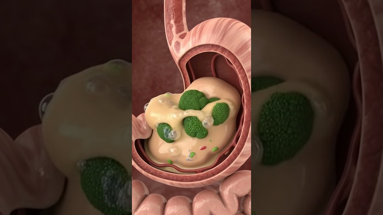 What Broccoli Does Inside Your Body | 3D Anatomy