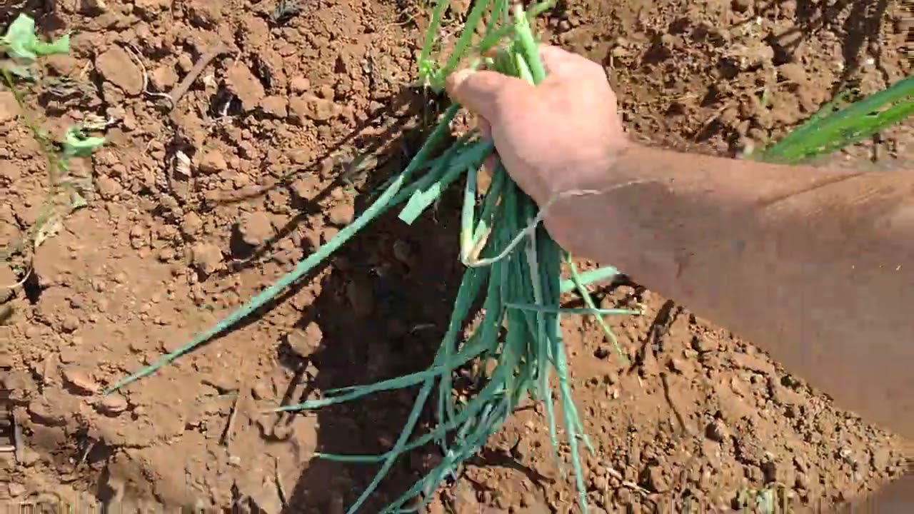 Colheitas do sítio.