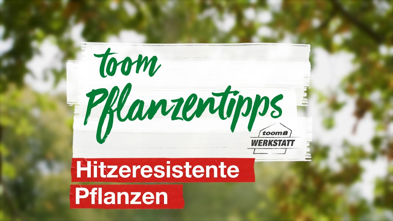 toom Pflanzentipps: Hitzeresistente Pflanzen | toom Baumarkt