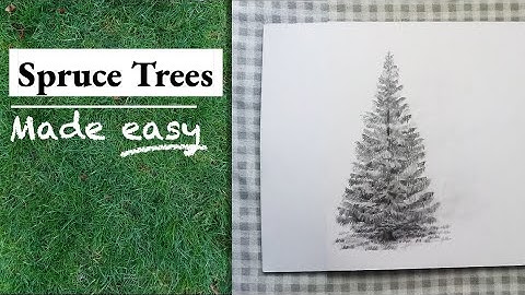How to draw a Spruce Tree