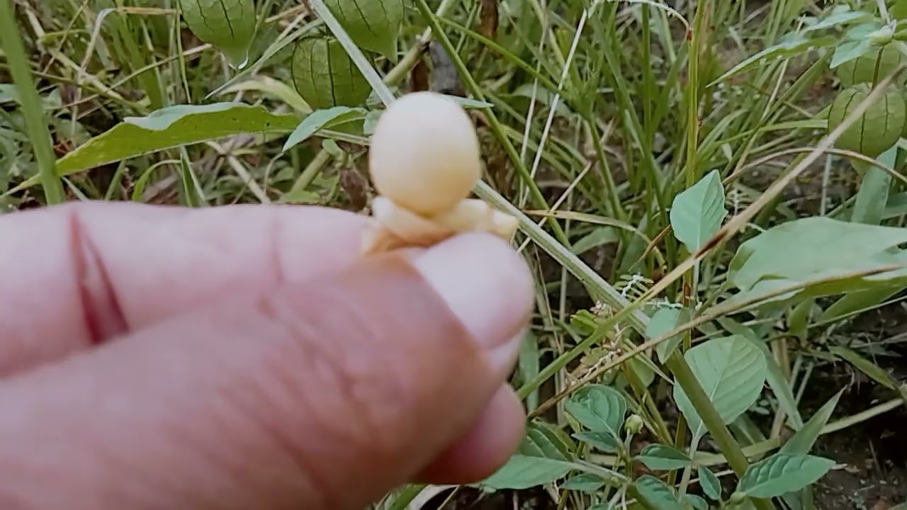 Very Sweet Forest Fruit 