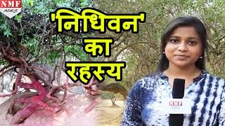 क्यों शाम के बाद Nidhivan जाना हैं मना !!!Don't Miss