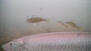 MUSKIE! Ice Fishing Perch on Mille Lacs Lake