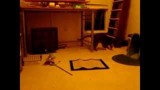 Max chasing toy