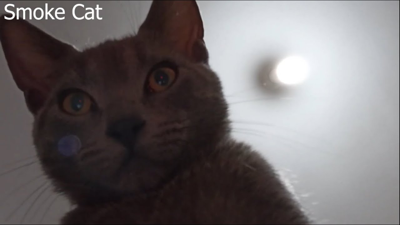 smoke cat uses smart phone and he is taking a video for himself😻😸 YouTube