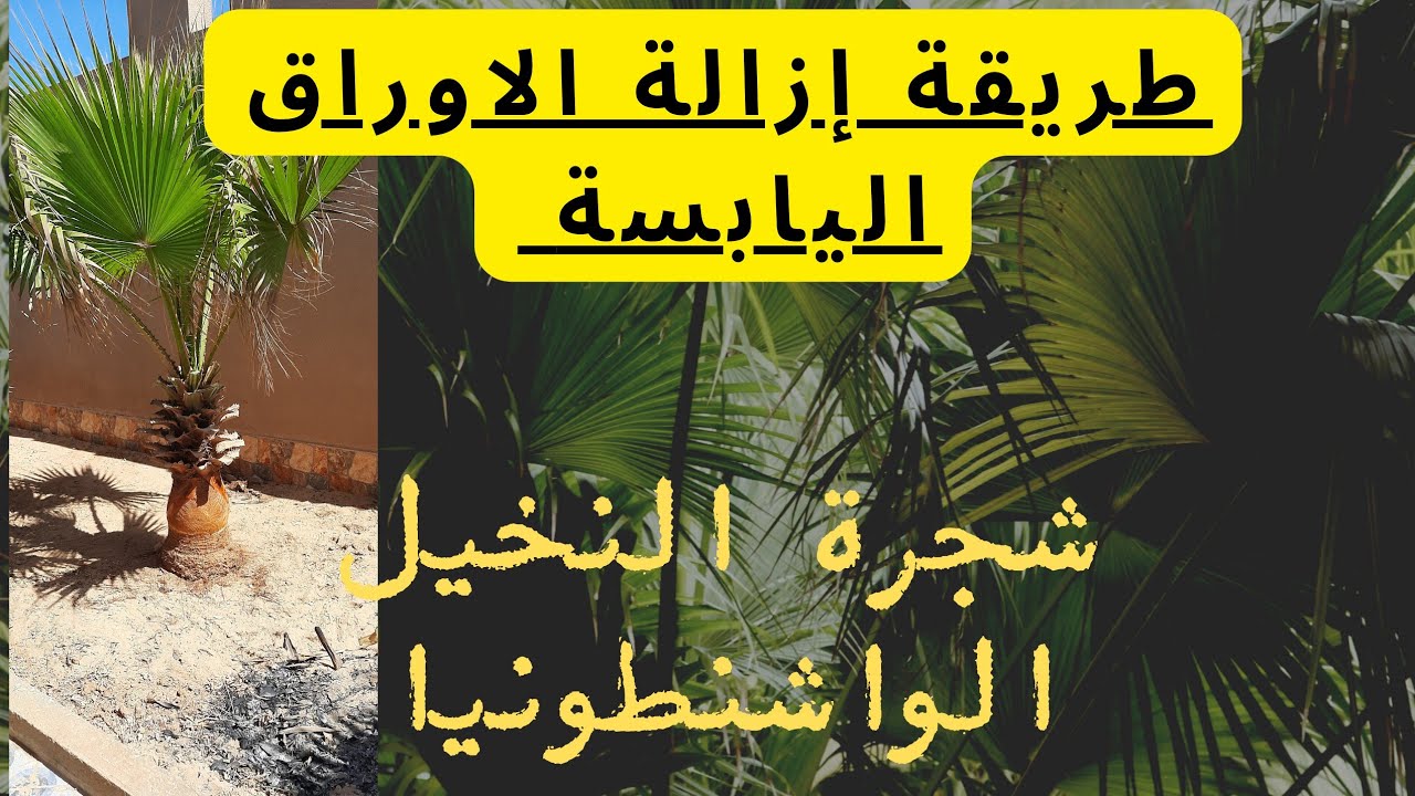 طريقة تنظيف نخلة الواشنطونيا من الاوراق اليابسة بوسائل بسيطة