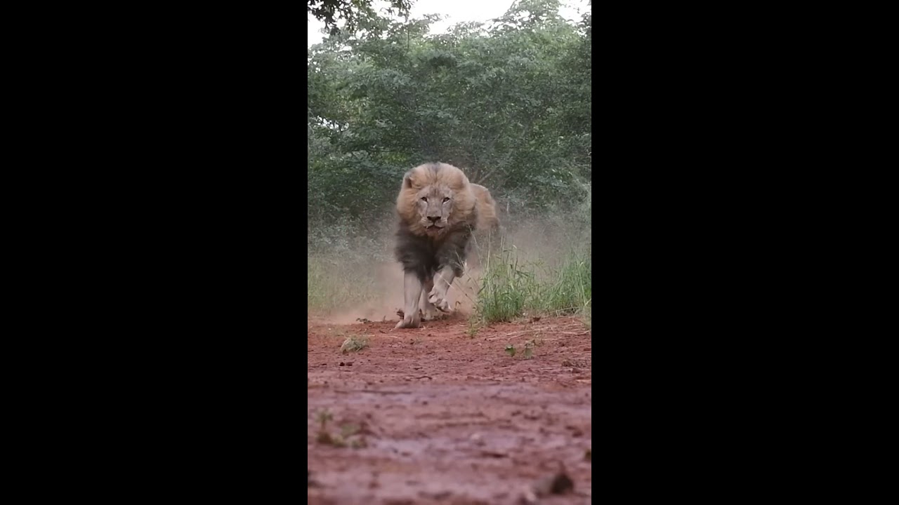 LIONS Terrifying Majestic Kings Of The Jungle 