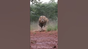 Thumbnail of LIONS- Terrifying, Majestic Kings of the Jungle!